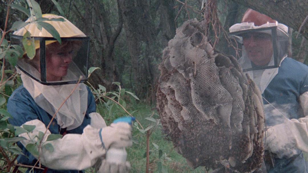 Background image for The Bees
