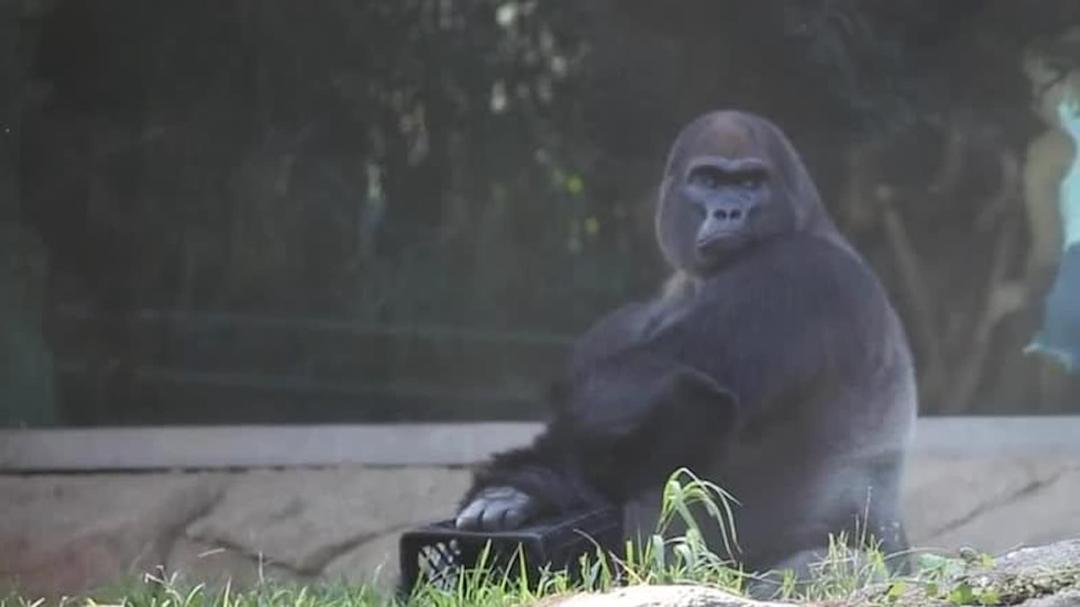 Background image for Harambe