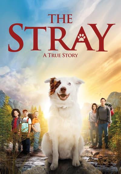 Movie poster for The Stray