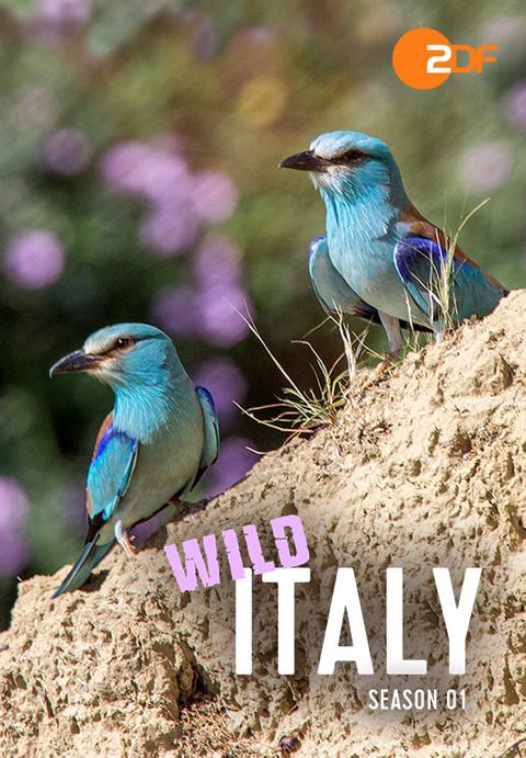 Poster för Wild Italy