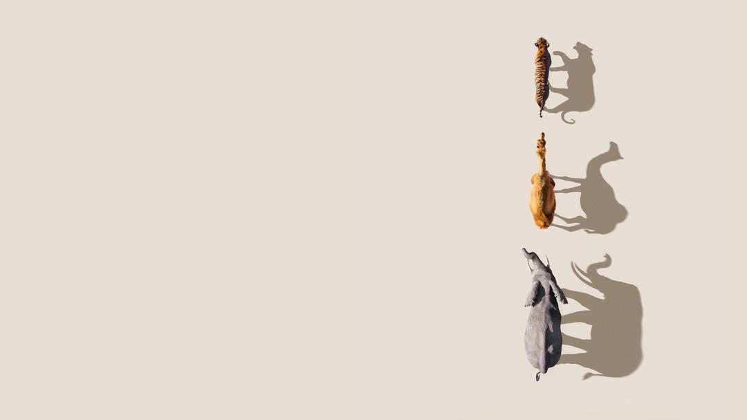 Background image for Mammals