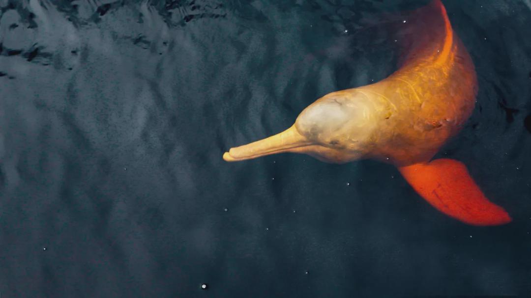 Background image for South America's Weirdest Animals