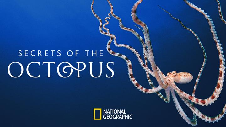 Poster of Secrets of the Octopus