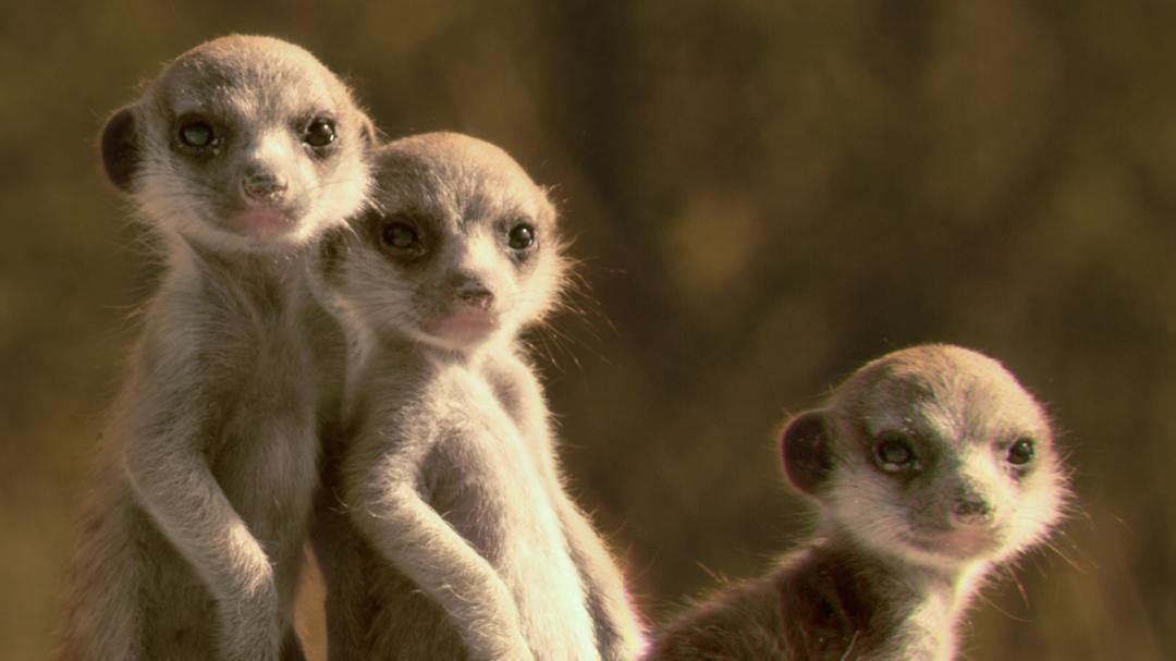 Background image for Animals Like Us