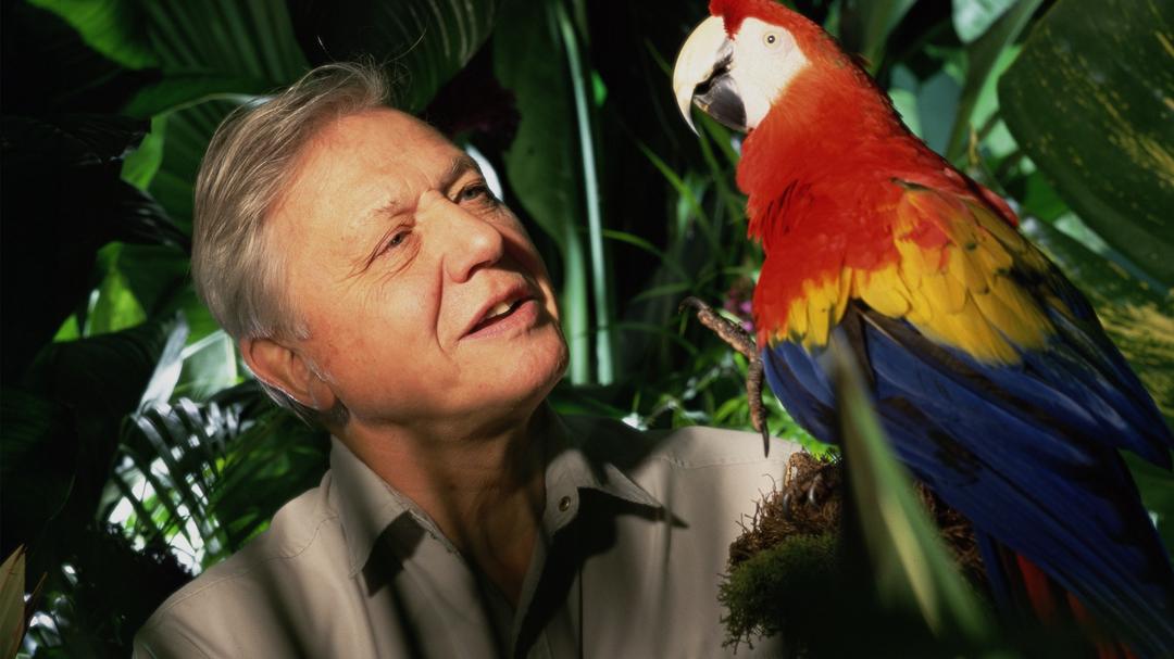 Background image for The Life of Birds