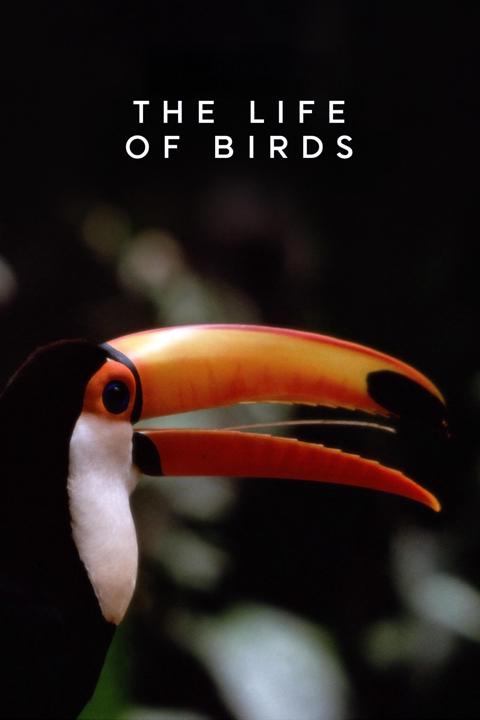 Series poster for The Life of Birds
