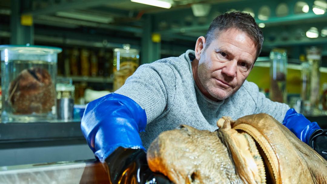 Background image for Shark with Steve Backshall