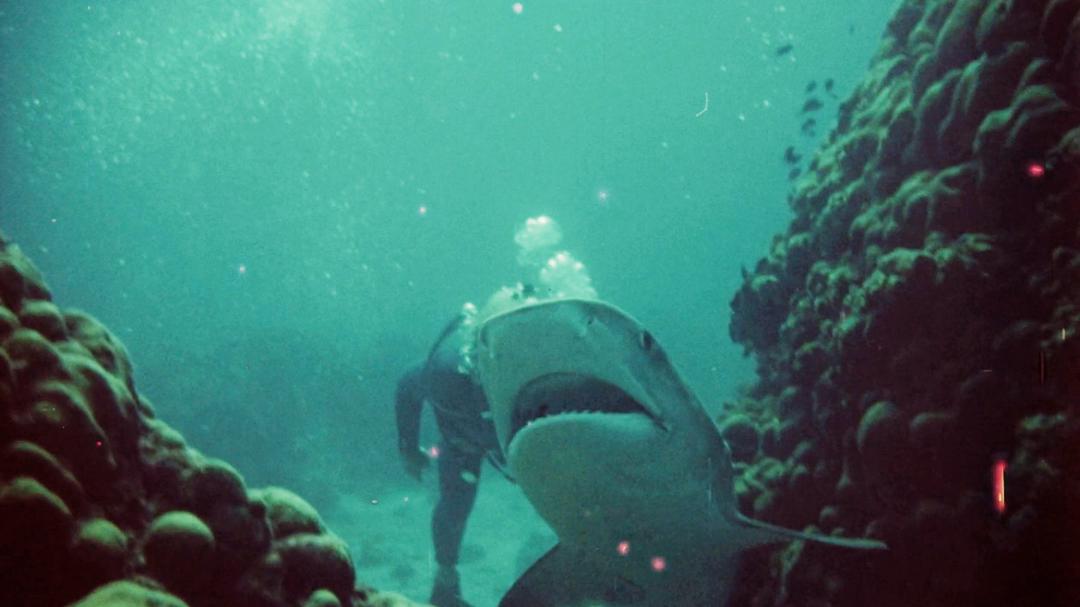 Background image for Mako: The Jaws of Death