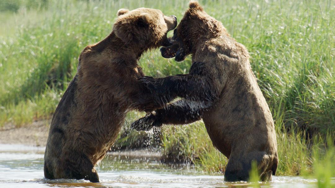 Background image for The Hungry Games: Alaska's Big Bear Challenge