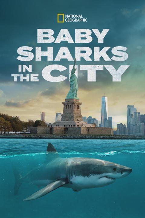 Poster för Baby Sharks in the City